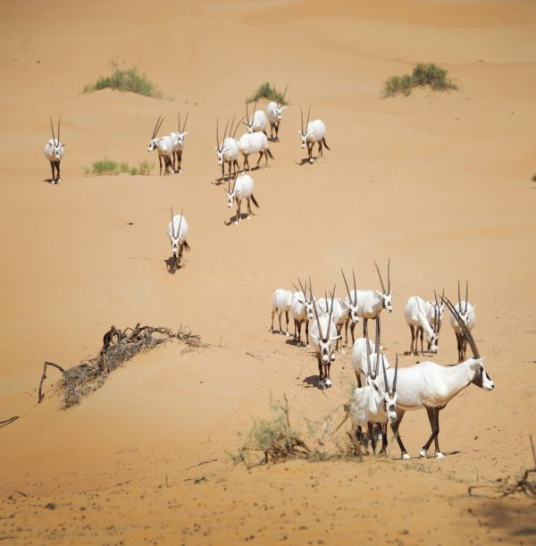 PLATINUM HERITAGE DESERT SAFARI - Image 6